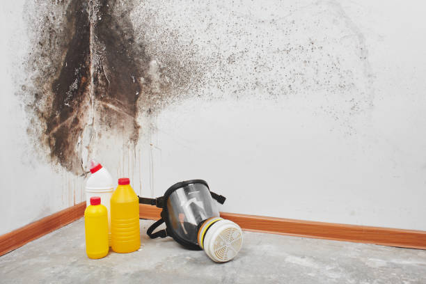 Best Mold Damage Repair  in Guernsey, WY