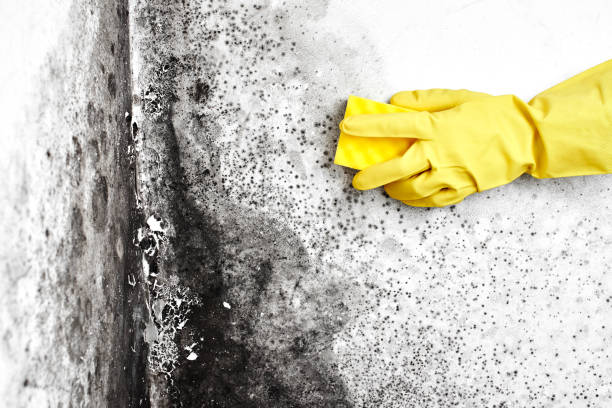 Best Mold Removal Process  in Guernsey, WY