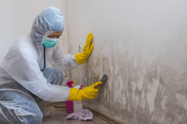 Best Attic Mold Removal  in Guernsey, WY