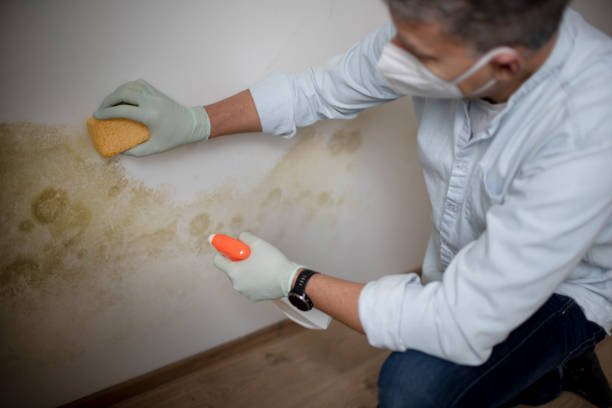 Best Local Mold Removal Service  in Guernsey, WY