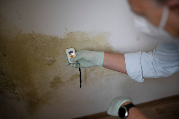 Best Certified Mold Removal  in Guernsey, WY