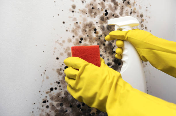 Best Home Mold Removal  in Guernsey, WY