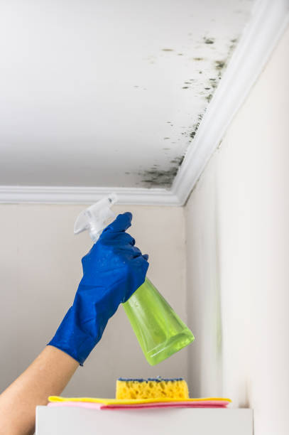 Crawl Space Mold Removal in Guernsey, WY