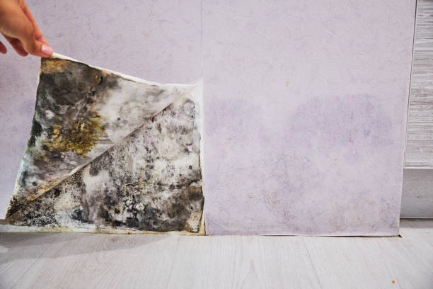 Best Commercial Mold Removal  in Guernsey, WY